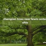 champion trees near lewis center ohio