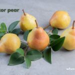 navigator pear