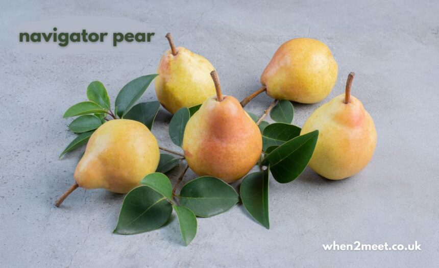 navigator pear